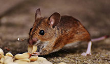 24 Hour & Emergency Exterminators in Fairview Heights, IL